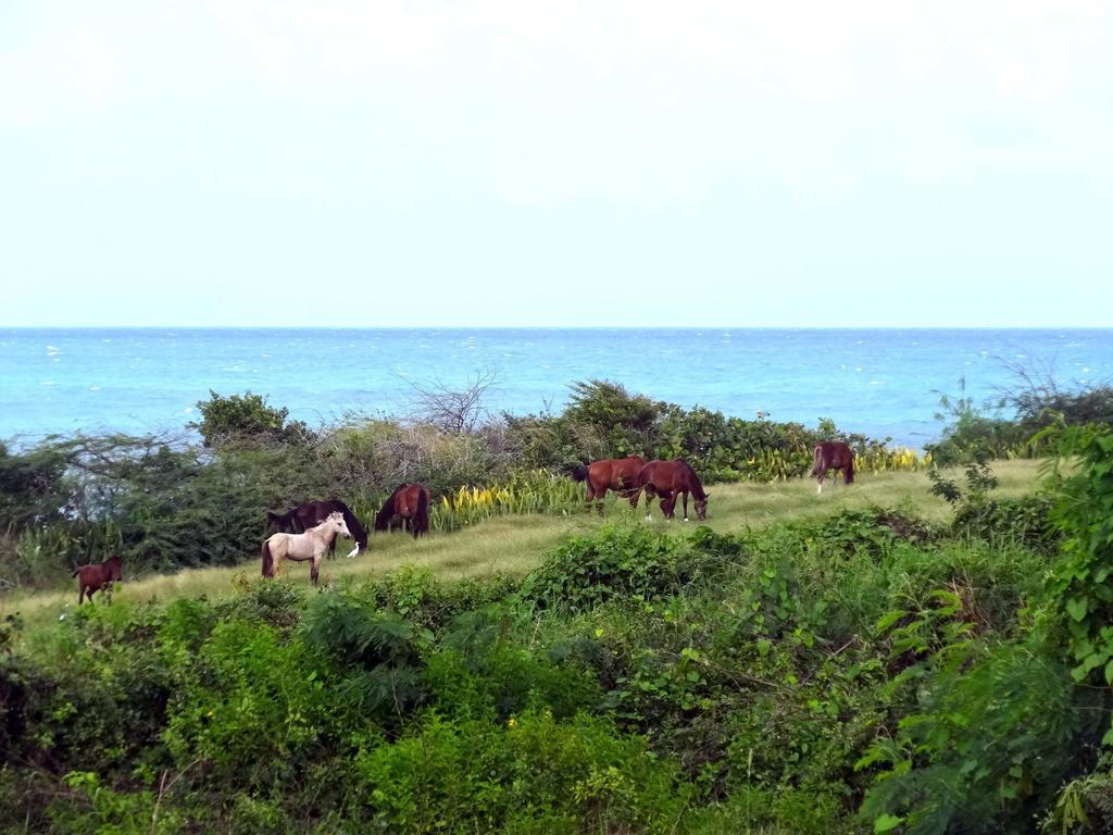 Tranquility By The Sea Villa วีเอเกส ห้อง รูปภาพ